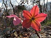 In FILARESSA e COSTONE ad anello sui sentieri sopra casa-Zogno 10mar21  - FOTOGALLERY